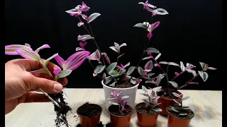 How to grow Tradescantia plant from cutting branch very easy