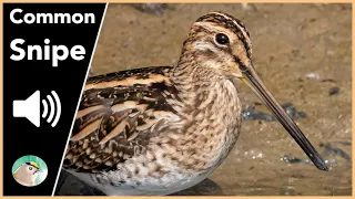 Common Snipe - Sounds