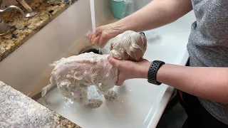 Bathing your Dog at Home (Maltese)