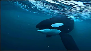 Orca - The Apex Predator