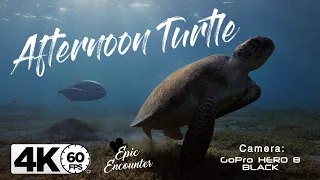 4K Sea Turtle Video | GoPro 8 | 4K 60FPS