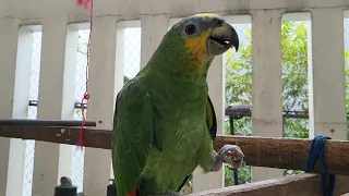 Amazone bird play