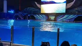 Шоу с касатками, парк SeaWorld, Орландо, Флорида