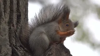 Бельчонок умывается / The squirrel is washing