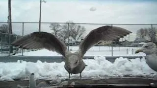 Feeding Seagulls