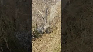 Critically Endangered Leopard Cubs Pounce and Play 🐯 #shorts #wildlife #animals