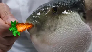 what happened to pufferfish eating carrot?