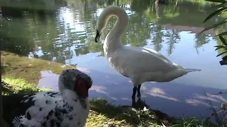 Абхазия,  г Новый Афон.  Городской парк