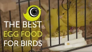 How to make the BEST egg food for birds | The Canary Room TV Exclusive