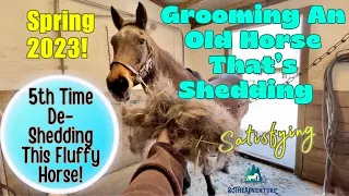 GROOMING A SHEDDING HORSE In Spring~May 2023 De-Shedding Duchess The 30 Yr-Old Quarter Horse