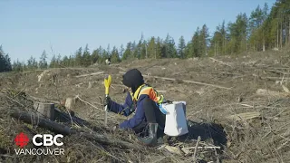 New documentary offers glimpse into the life of B.C. tree planters