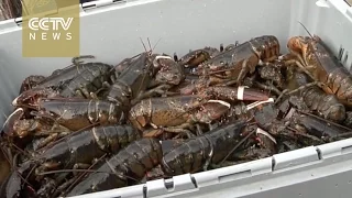 Maine lobster is catching on in China