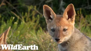 WildEarth - Sunset Safari - 29 Oct 2022