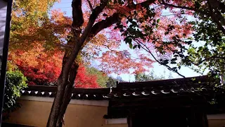 霊鑑寺・真如堂