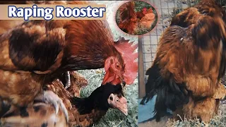 Rooster Raping to Hens || Big Rooster Mating || Rooster Beautiful mating