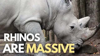 What Are Javan Rhinos? | One Of The Most Fascinating Animals