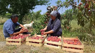 Harvesting 100 Lb Peaches and Making Natural Juice for Winter, Outdoor Cooking