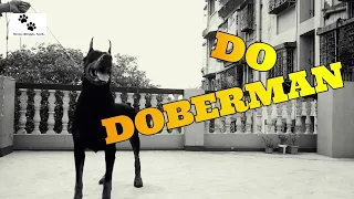 DO DOBERMAN /TEASER.. ROYAL BENGAL PAWS full video coming soon