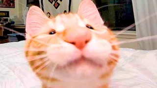 ПРИКОЛЫ С ЖИВОТНЫМИ ДО СЛЕЗ / Смешные КОТЫ 2021 / Приколы с КОТАМИ / Funny ANIMALS video #18