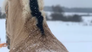 Хвалить лошадь тоже нужно правильно!