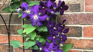 Beautiful clematis blooming.Care tips how to grow .How to prune clematis.North Texas.//Small garden