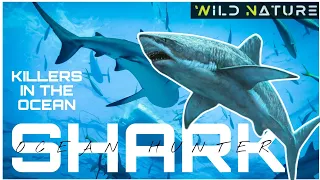 Shark Hunters Of Ocean|A Deep Dive Into The Oceans Apex Predator|Wild Nature