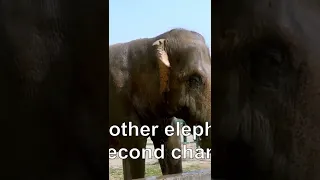 These elephants went from abuse and torture to freedom and joy