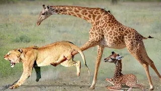 Mother Giraffe attacks Lion very hard to save her baby, Wild Animals Attack