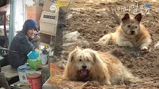홀로 유기견 144마리를 돌봤던 할머니가 세상을 떠난 후, 개들은 그 자리를 떠나지 않았다 | KBS 류수영의 동물티비 2021 방송