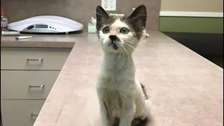 A woman was leaving a sick kitten from a shelter, which they already thought could not be saved