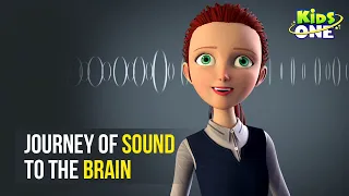 Journey of Sound to the Brain | How Hearing Works | 3D Animation