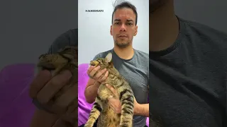 QUIROPRAXIA EM GATOS É SUPER TRANQUILO #shorts