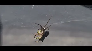 Spider v Shield Bug 1