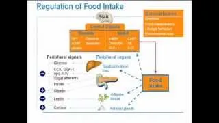 Strategies for Obesity Management