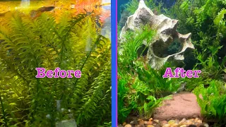 How To Fix An Overgrown Planted Aquarium