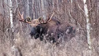 Охота на Лося на реву ( Moose hunting on the roar).