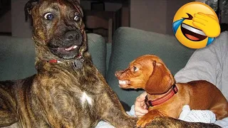 Funny Dogs 🐶 And Other Animals That Will Make You Laugh All Day Long 😹