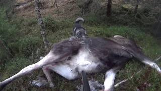 Hirvenkaato Mökälle (88) Moose hunting