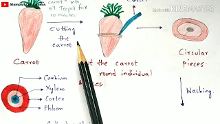 Callus culture technique with notes | Principle, Protocol, Procedure, Properties | Bio science