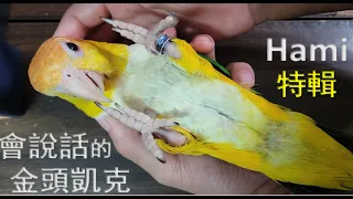 會說話的金頭凱克(Hami)