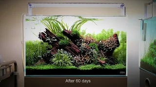 Nature Aquarium Aquascape Tutorial Step by Step, ADA 60p at Aquarium Gardens