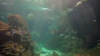 Underwater 2 - Loro Parque