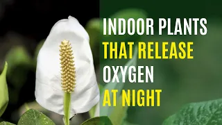 5 Indoor Plants That Release Oxygen at Night