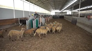 Faciliter le tri des agneaux avec un parc de contention abrité et équipé