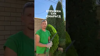 Как подстричь тую смарагд?