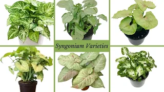 Top 42 Syngonium Varieties With Names  // Best Types of Syngonium  // Arrowhead Vine Collection