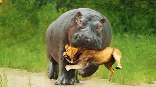 WHEN ANIMALS MESSED WITH THE WRONG OPPONENT!
