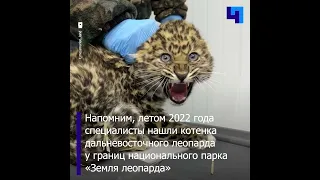 Знаменитый дальневосточный леопард Leo 260M вернулся в дикую природу