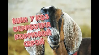 вши у коз,обработка кормовой серой