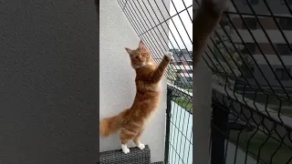 Maine coon chattering at birds